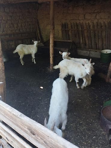 коза молочный: Продаю | Козлёнок | Для разведения — 1