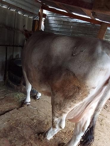 кошка мышык: Сатам | Уй (ургаачы) | Сүт алуу үчүн | Байланган — 3