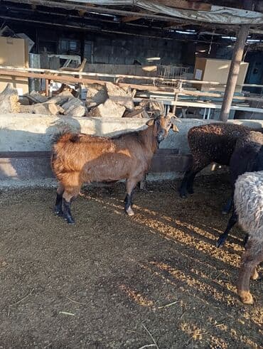 дойних коров: Продаю | Коза (самка) | Для разведения — 6