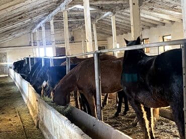 русская голубая длинношерстная кошка: Продаю | Кобыла (самка) | Рабочий — 5