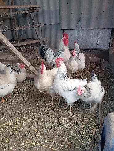 курица квочка: Адлер серебристый 35 Дополнительно: - Собираются вручную ежедневно. - — 4