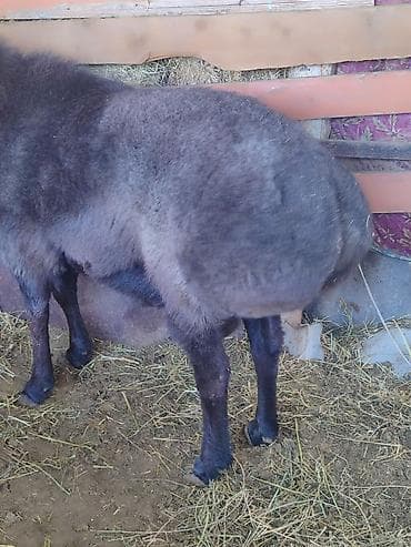 Аквариумы: Продаю | Баран (самец) | Для разведения — 2