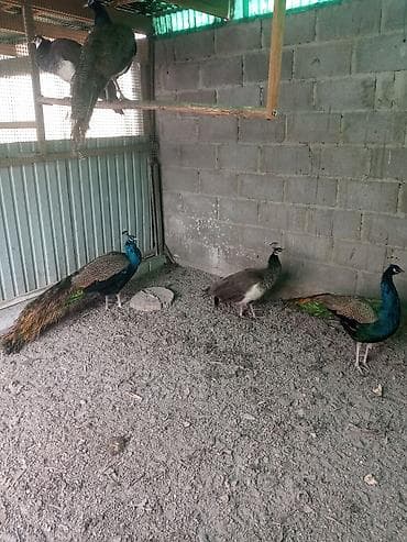 голубые чулки: Продам взрослых павлинов — 6