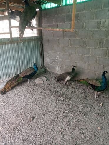Птицы: Продам павлинов — 5