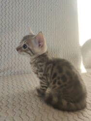 котята саванна купить: Бенгал, 2 айлык, Эркек, Лотокко барууга үйрөтүлгөн — 2