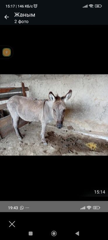 эшек жаныбар: Осёл (серый, короткошёрстный) - Вид: домашний осёл - Окрас — 2