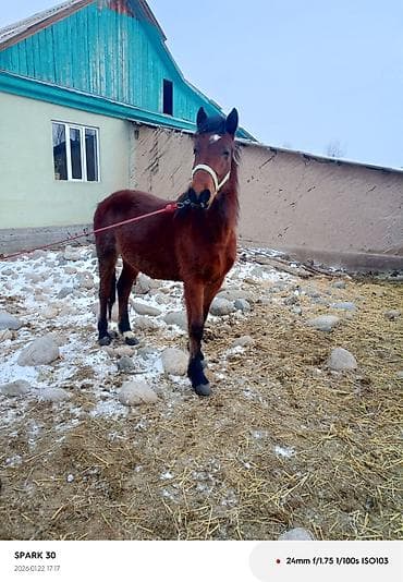 объявления о продаже собак: Продаю | Жеребец | Полукровка | Для разведения | Племенные — 6