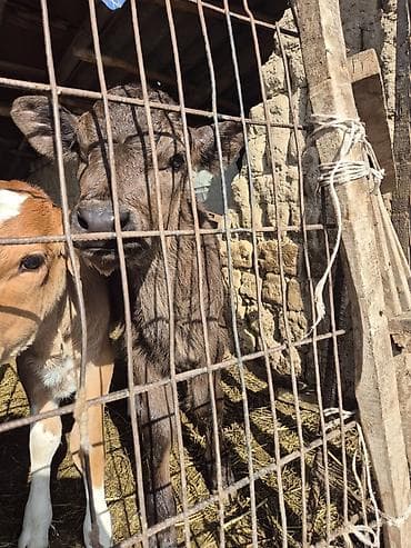 телята 3 месяца: Продаю | Музоо, торпок | На откорм | Искусственник — 7