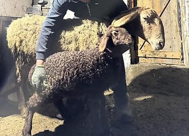 Кошки: Продаю | Овца (самка) | Для разведения | Матка — 2