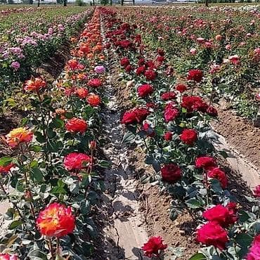 вьющиеся розы бишкек: Саженцы роз оптом — 3