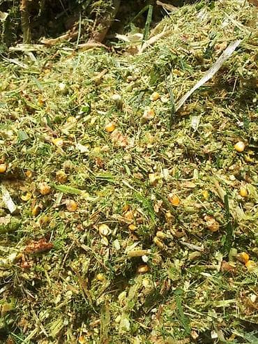 тюки клевер токмок: Свежий силос закваска тузу менен качества зынк любой объем брекет — 2