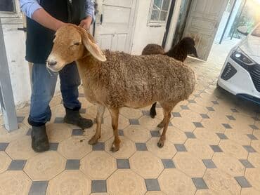 тюк пресс: Продаю | Баран (самец) | Арашан, Гиссарская — 4