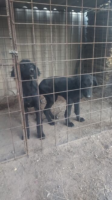 Ит кууту: Щенки, тайган, черного окраса - На фото — два молодые щенка с гладкой — 2