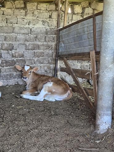 корова швист: Продаю | Музоо, торпок | Для разведения | Искусственник — 4