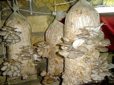продаю шампиньоны: Козу карындар Акылуу жеткирүү — 2
