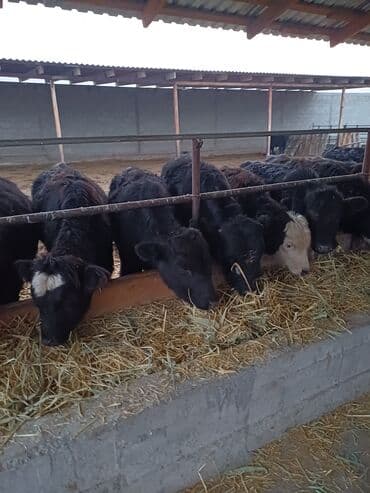 ящик ош: Сатам | Бука (эркек) | Абердин-ангус | Көбөйтүү үчүн — 3