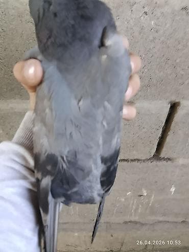 золотой ворон: Почтовый голубь (темно-серый окрас) - Порода: домашний голубь — 10