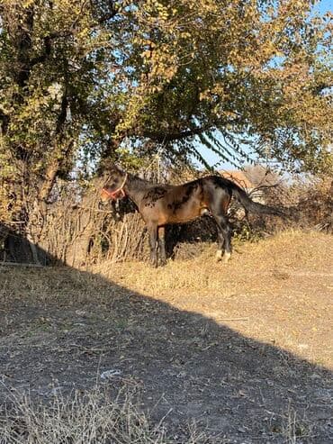 отдам в добрые руки собаку: Продаю | Конь (самец) | Рабочий | Мерин — 2