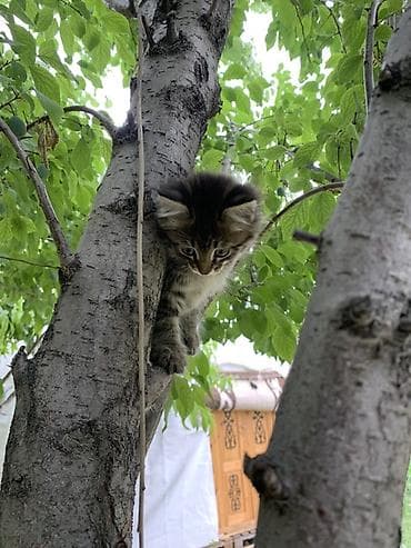 щенки питбулья: Котёнок, тигровый табби. - Порода: беспородный домашний (дворовой) — 4