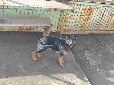 кана корсо: Немецкая овчарка, 5 месяцев, Самка, С прививкой — 2