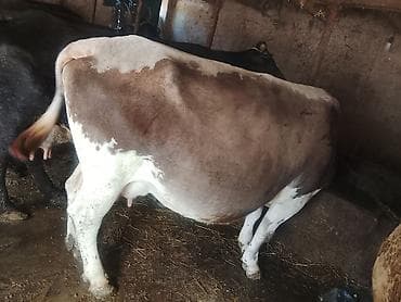 продам корову: Продаю | Корова (самка) | Для молока | Привязанные — 1