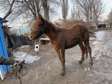 дончак: Продаю | Конь (самец), Жеребец | Дончак, Полукровка | Для разведения, Конный спорт, На забой — 1