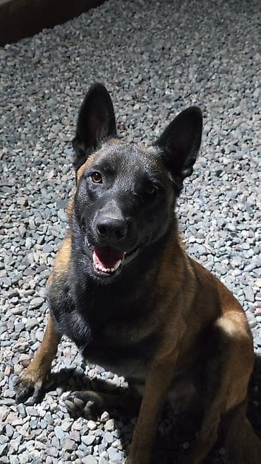 Ит кууту: Щенки метисы (короткошёрстные, тигровый и чёрный окрасы) смесь питбуль — 9