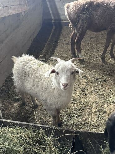 Продаю | Козлёнок | Для разведения