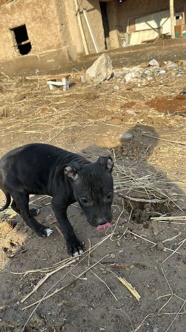 Щенок (темная однотонная шерсть с небольшим белым пятном на грудке) -