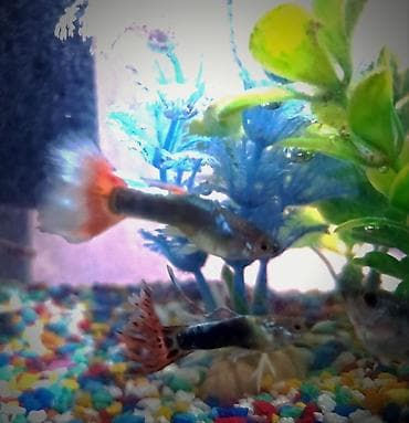 гуппи: Продаются 2 аквариума с рыбками гуппи 🐠 В комплекте: ^ два ухоженных — 10