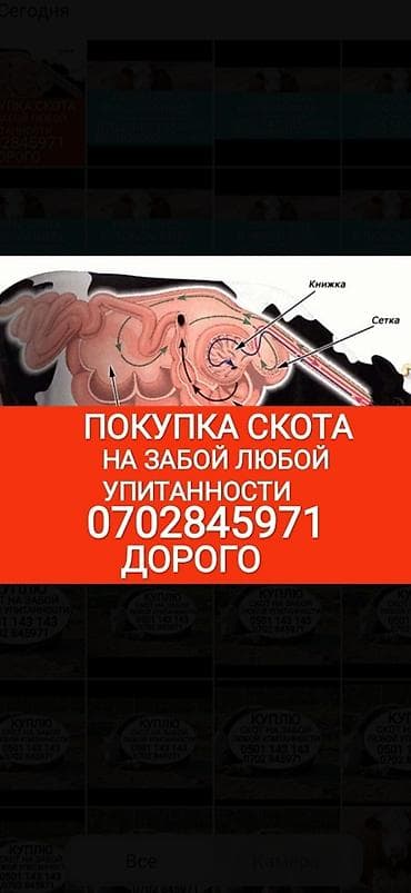 переноска для животных: Частное лицо, Колбасный цех : Коровы, быки, Лошади, кони, Другие с/х животные, | Круглосуточно, Любое состояние, Забитый — 1