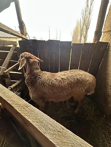 тюк цена: Продаю | Овца (самка) | Арашан | Для разведения | Матка — 2