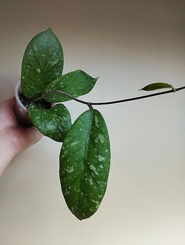 на 23 февраля: В продаже : Папоротник Тигр, Сингониум Орм Нак, Хойя New Moon — 8