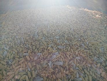 империя пиццы аламедин 1: Кукуруза Оптом — 2