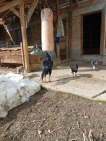 шотландская вислоухая кошка: Продаю | Петух | Бойцовая | Для разведения — 9