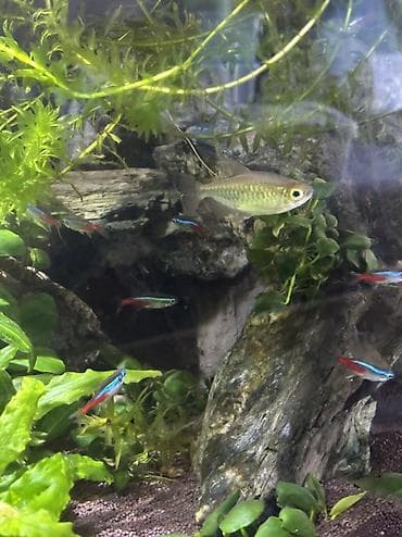 fish eye: Отдам Тетру конго самку - 1осталась Отдам только в хорошие желательно — 2