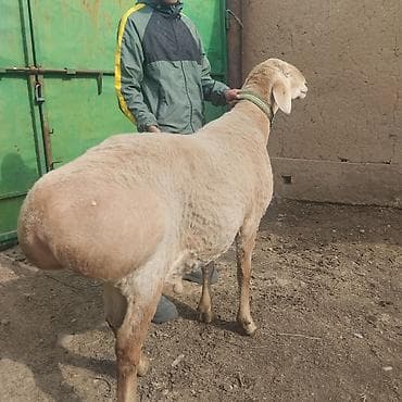 кекилик бишкек: Сатам | Кочкор (эркек) — 5