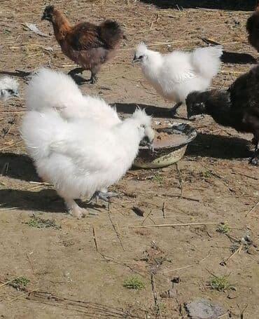 где можно купить молодых кур несушек: Продаю | Куры | Для разведения — 4