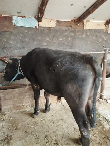 питбуль обмен: Продаю | Бык (самец) | На откорм | Привязанные — 3
