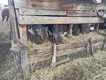 С/х животные и товары: Продаю | Бык (самец) | На откорм | Привязанные — 10