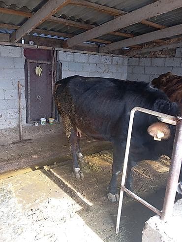 Продаю | Корова (самка) | Для молока | Привязанные