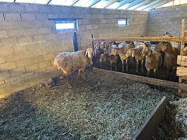 пропала собака хаски: Продаю | Баран (самец) | Арашан | Для разведения | Племенные, Осеменитель — 5