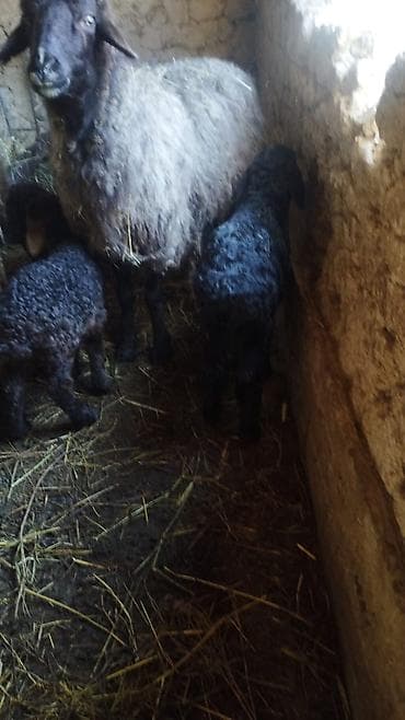 Ветеринар кызматы: Сатам | Ургаачы кой (ургаачы) | Аргын | Көбөйтүү үчүн | Ургаачы — 3