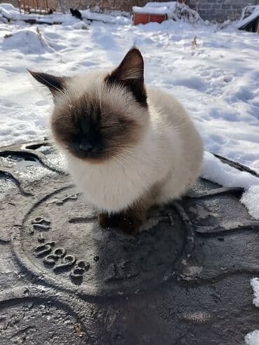 сухой корм для кошек: Кошка даром: Беспородная, 4 месяца, Девочка, Приучена к лотку — 1