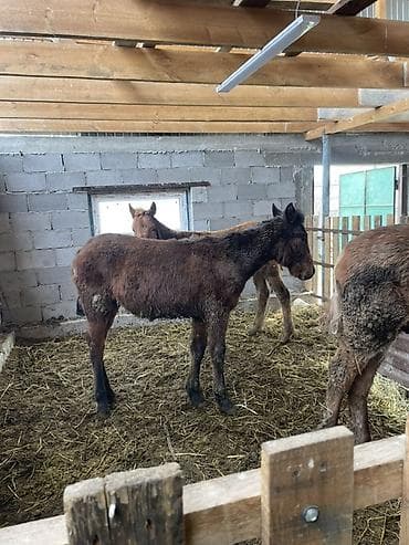 Аквариумы: Продаю | Жеребенок | Для разведения | Племенные — 3