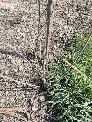 ежевика малина: Продаю саженцы малины ремонтатная. Срочнооколо 300 веток . Цена за 1 — 2