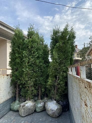 козу сатылат бишкек: Продаются туи От 1 до 2 метров Выращиваем сами, с 2013 года,со всей — 6