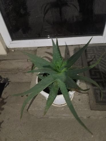 драконий фрукт: Продаю комнатные цветы. Цены разные — 9