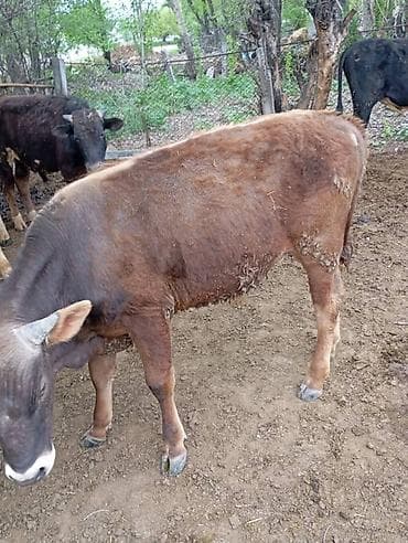 Үй жаныбарлары: Сатам | Бука (эркек) | Бордоп семиртүү үчүн — 2