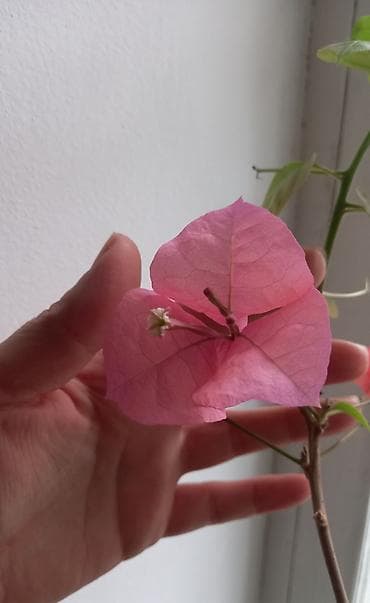 лимон комнатный цена: Бугенвиллия. Три цвета в наличии. 1000сом одно. Гуава Псидиум — 2